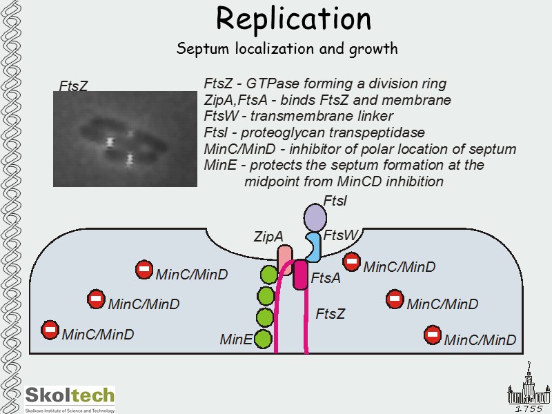 Replication Septum localization and growth